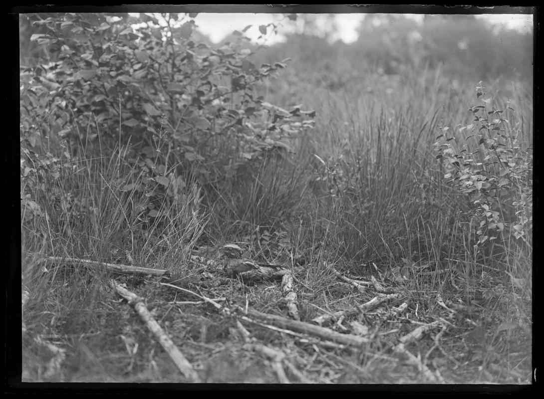 Nightjar, glass negative