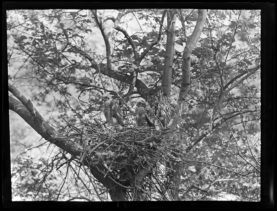 Sparrowhawks, glass negative