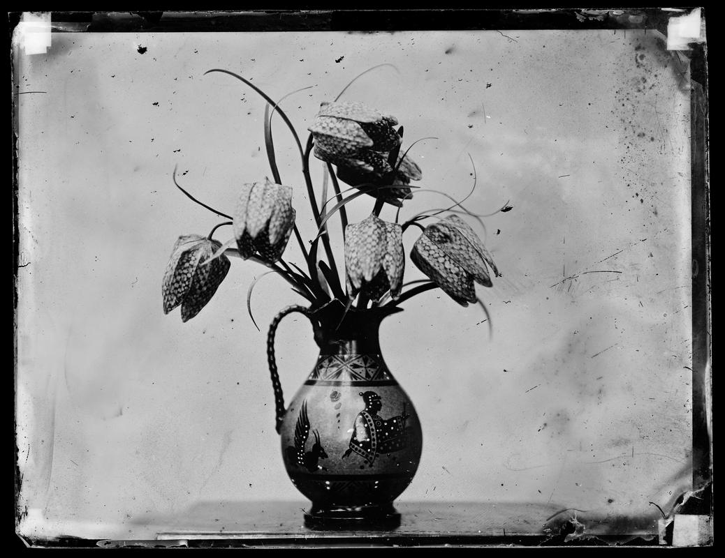 vase of fritillaries, glass negative