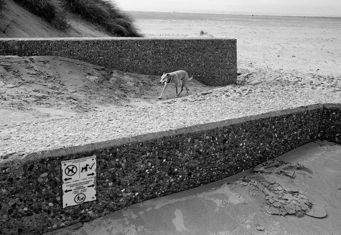GB. WALES. Barmouth. Dog walking into trouble on Barmouth beach. 1998.