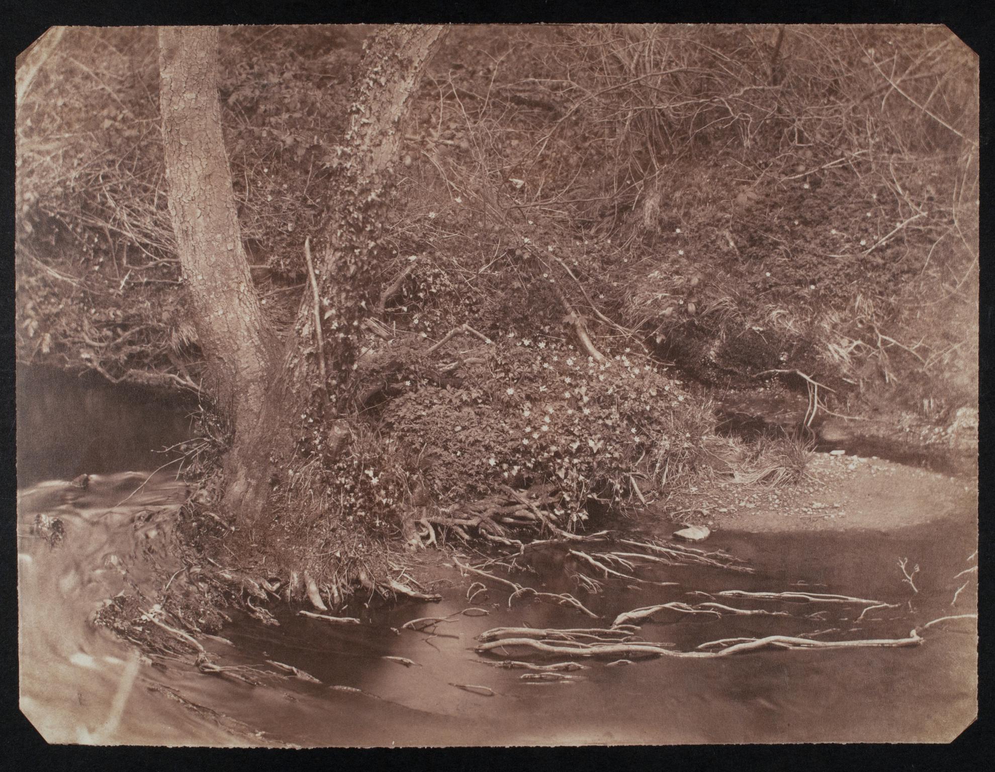 Tree roots in stream, photograph