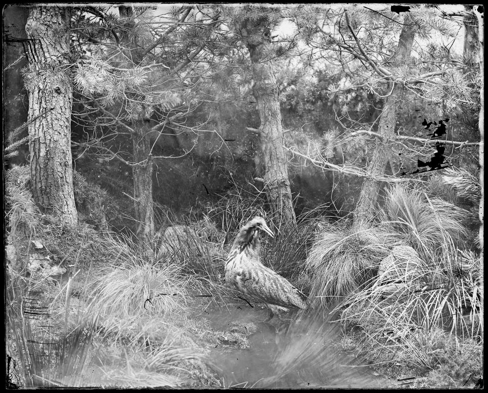 Woodcock, glass negative