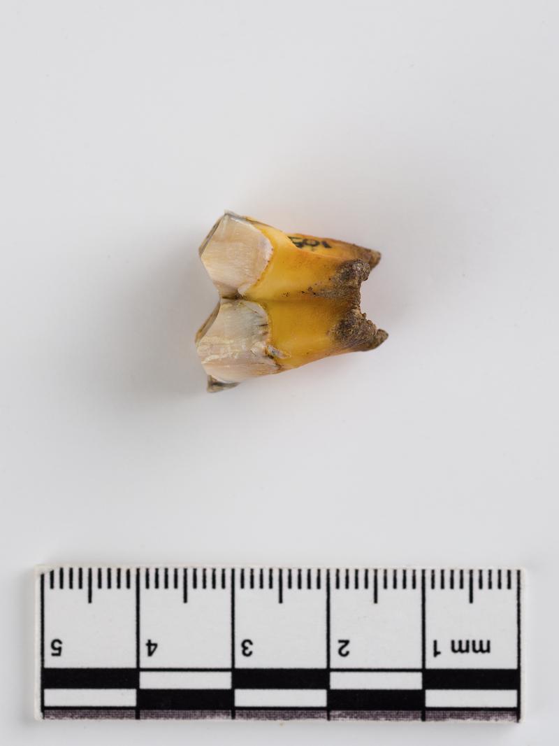 Pleistocene red deer tooth