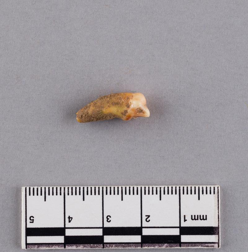 Pleistocene bear tooth