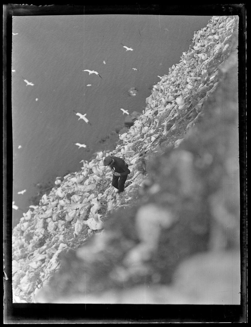 Gannet colony, glass negative