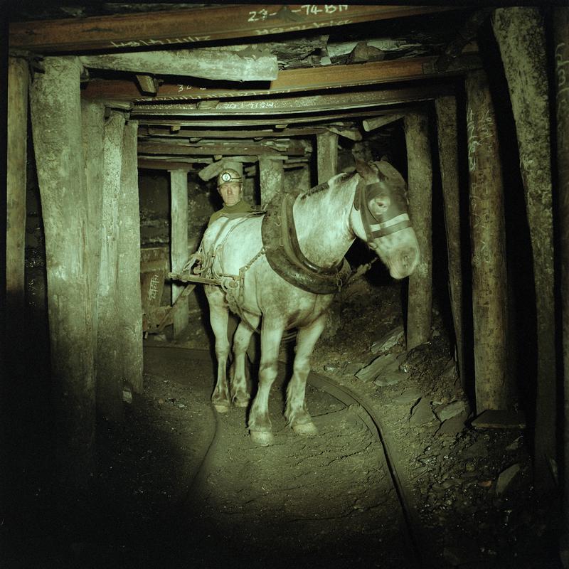Colour film negative showing a pit pony at work, Tower Colliery, December 1979.  &#039;Tower Colliery&#039; is transcribed from original negative bag.