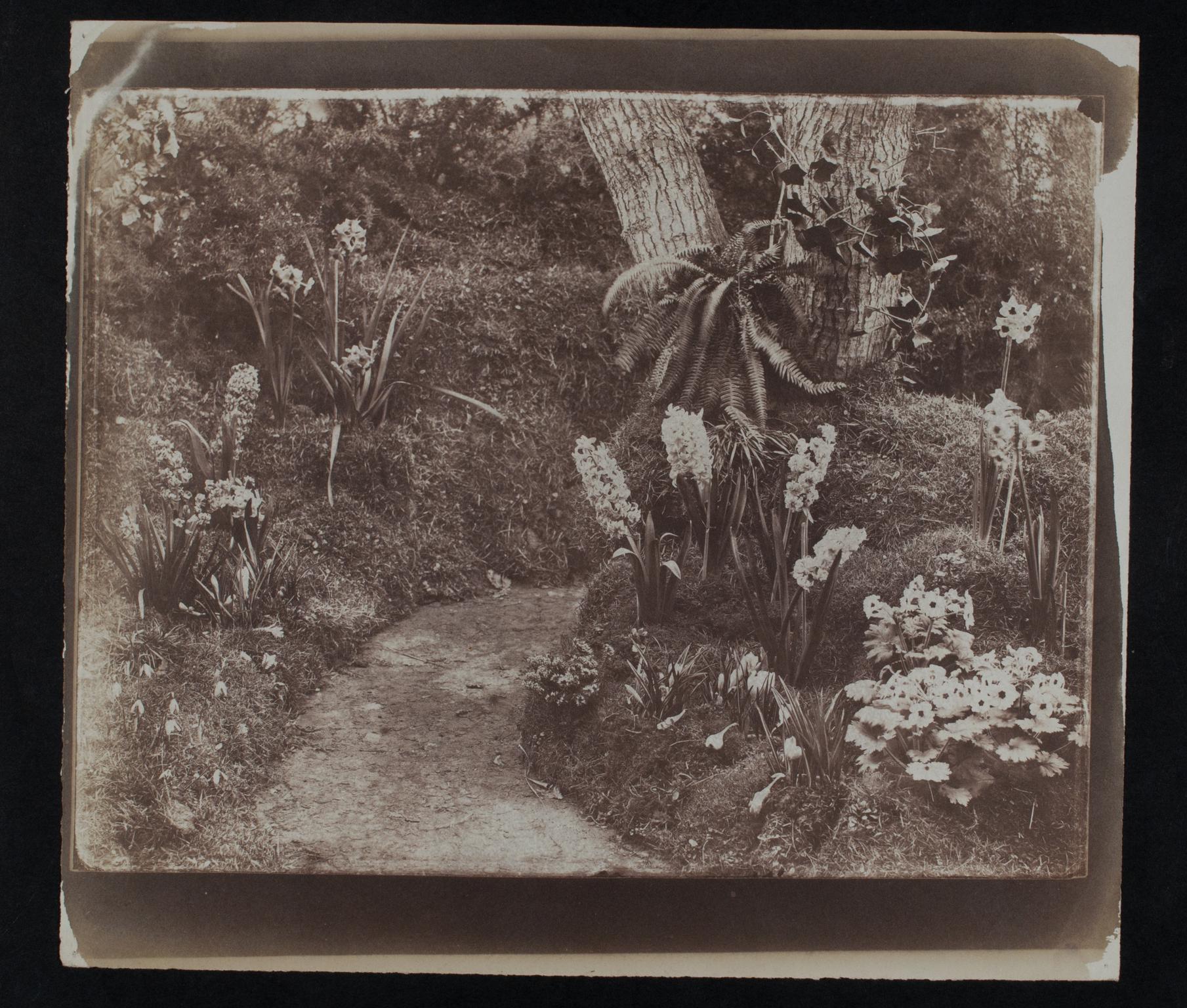 Spring flowers, photograph