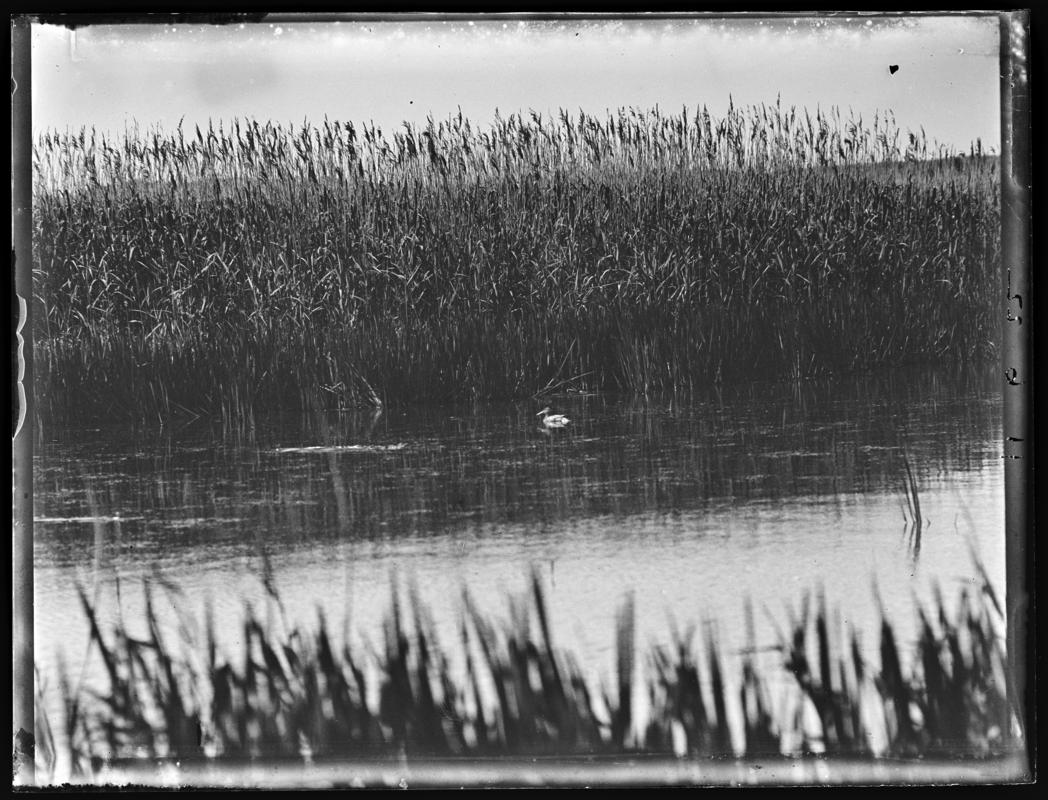 Shoveler, glass negative