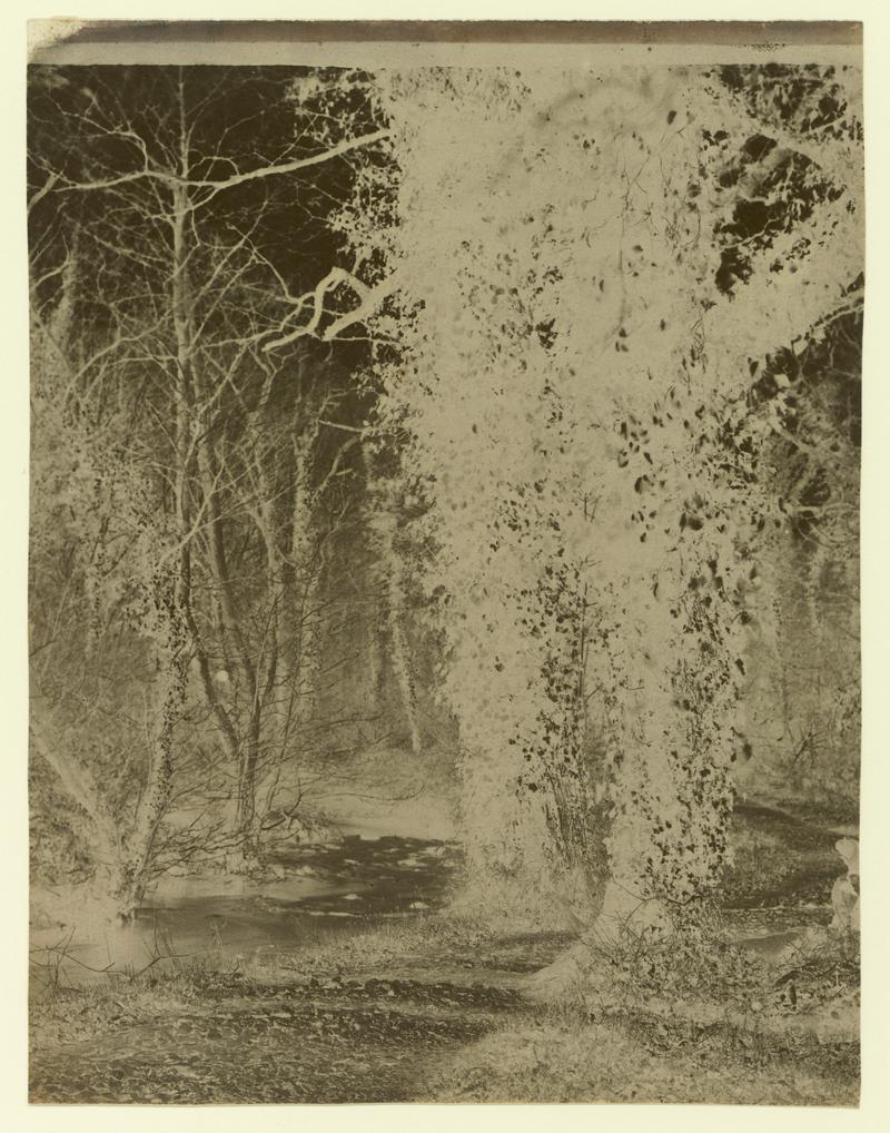 Trees, negative