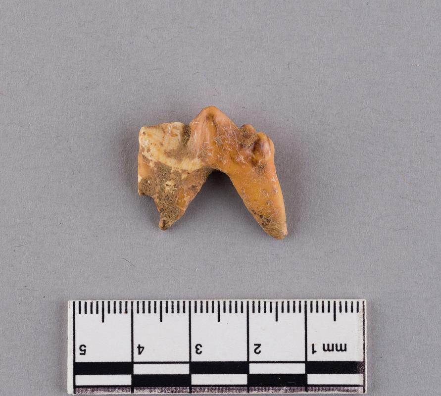 Pleistocene wolf tooth
