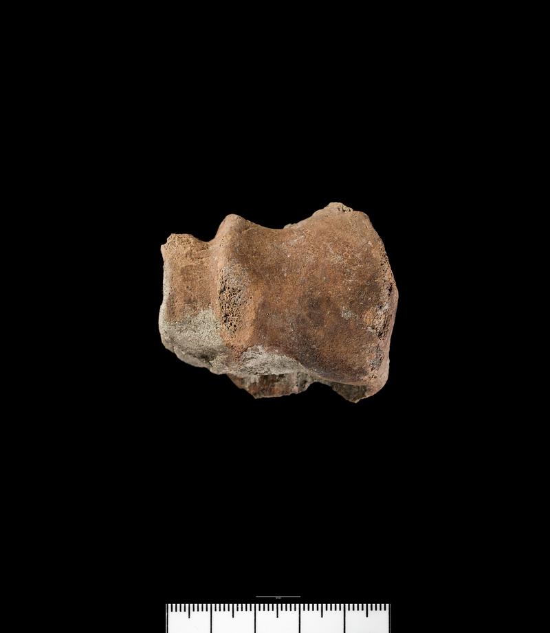 Mesolithic Red deer Bone