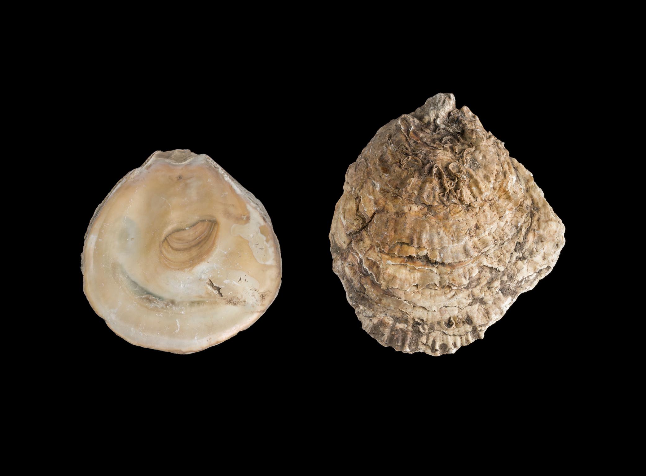 Roman oyster shell
