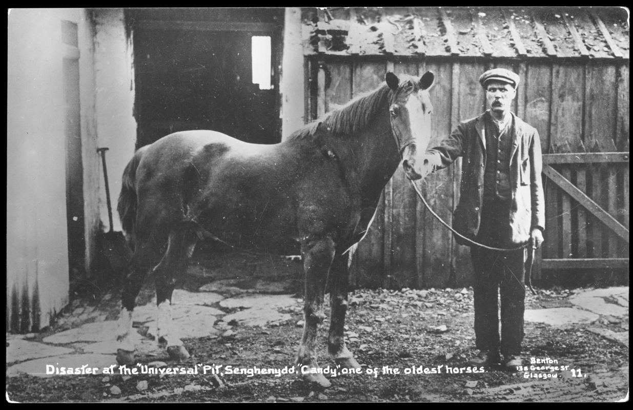 Universal Colliery, Senghenydd. Disaster at the &quot;Universal Pit&quot;, Senghenydd. &quot;Candy&quot;, one of the oldest horses.