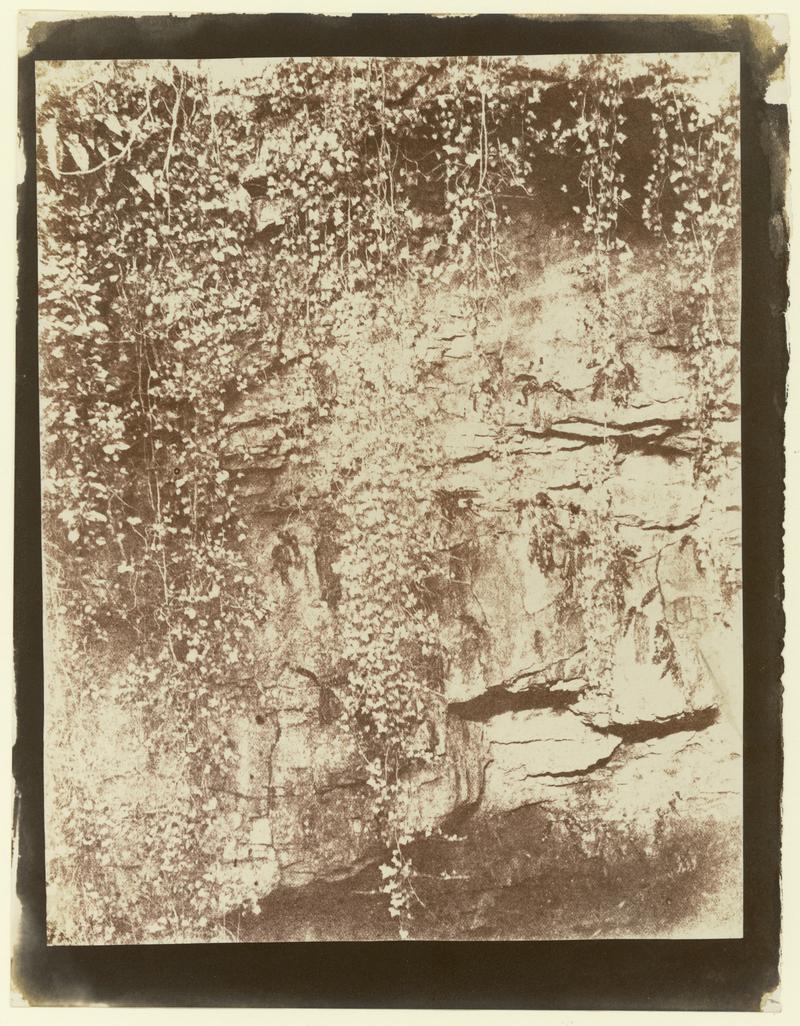 foliage against rockface, photograph