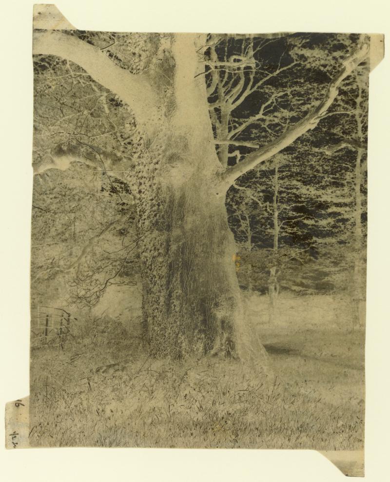 Trees, negative
