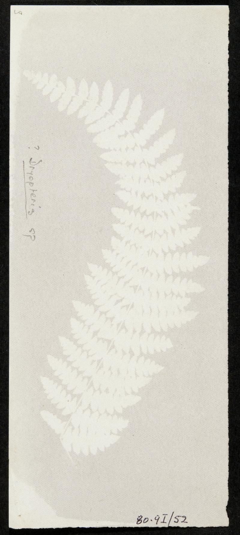 Photogenic drawing of fern leaves