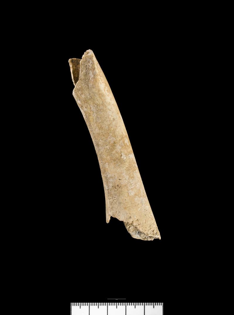 Holocene animal bone