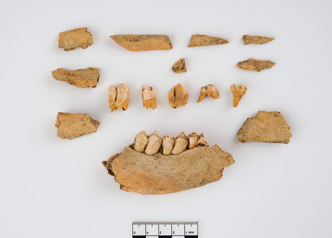 Pleistocene reindeer bone