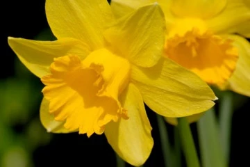 Daffodil