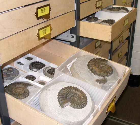 Ammonites in the collections at Amgueddfa Cymru