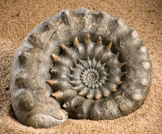 The prepared specimen revealing the delicate spines 