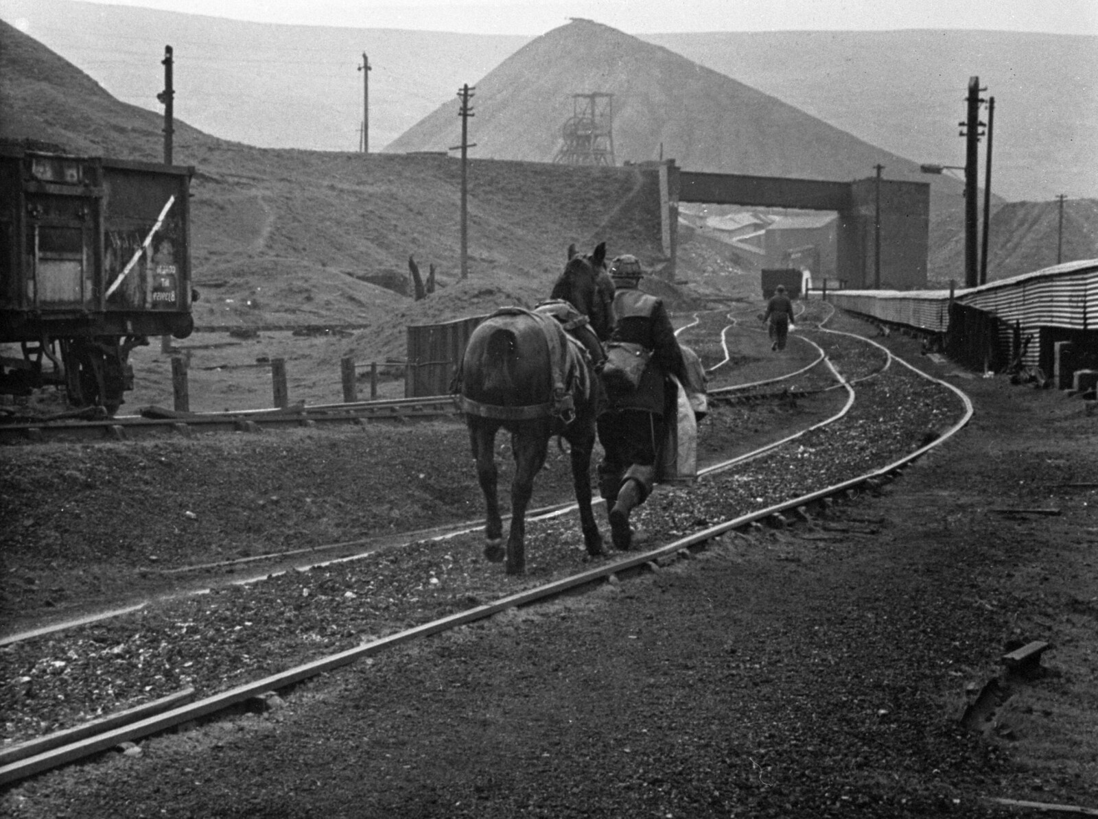 Colliery horse returning to Big Pit surface stables from the Washery in 1968.