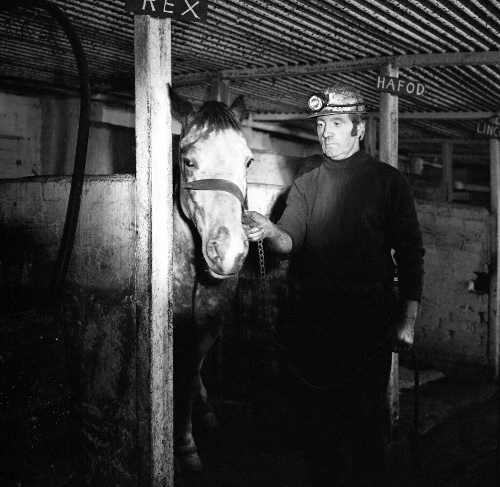 Tower Colliery, 'Rex' with his ostler, 1979.