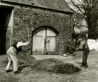 Threshing with flails
