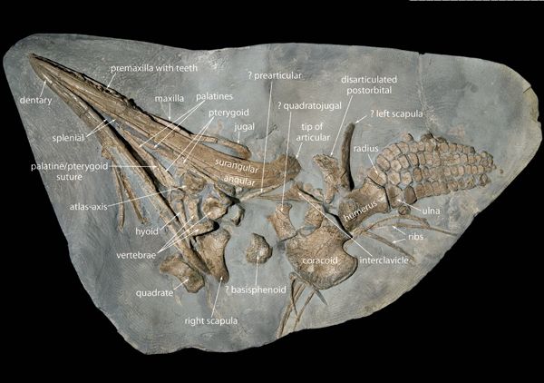 Specimen complete with labels showing bone names