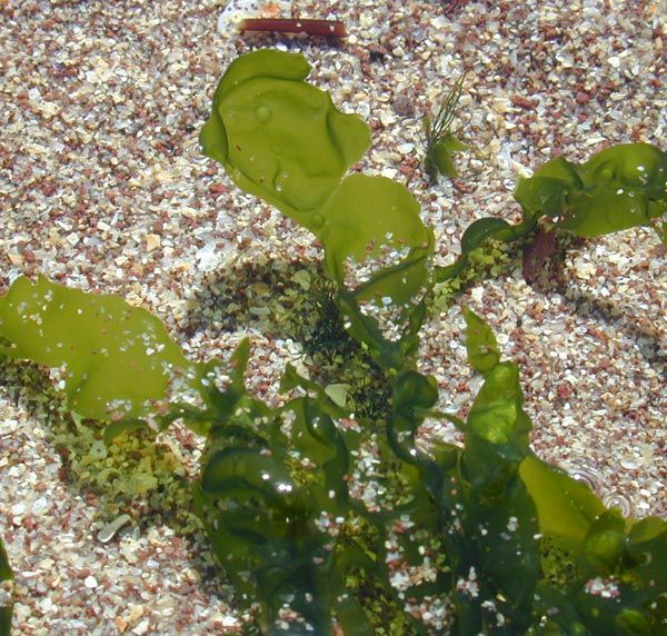 Green Seaweed <em>Ulva</em> species growing on the rocky shore at West Dale Bay, Pembrokeshire.