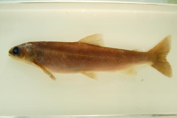 Preserved specimen of a Torgoch or Arctic Charr 