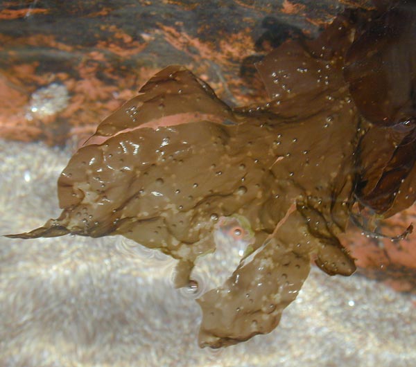 <em>Porphyra</em>, the seaweed used to make Laverbread