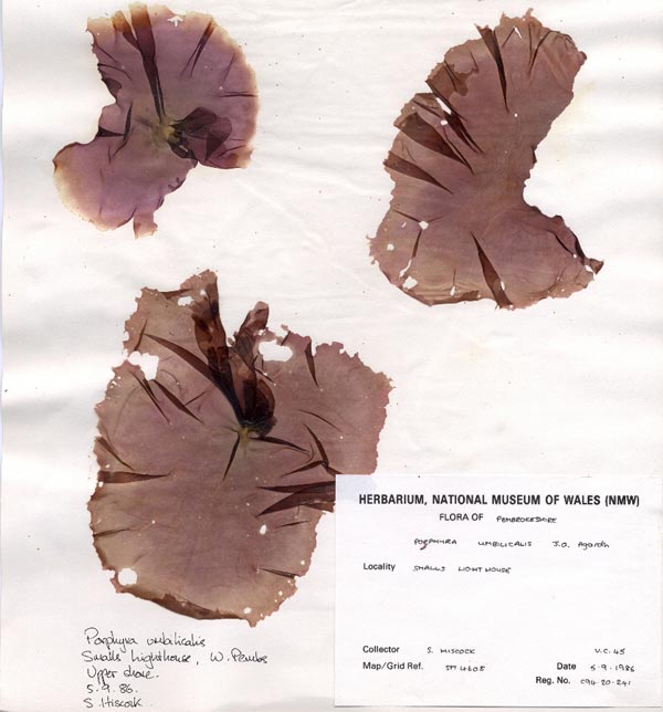 laverbread as a herbarium specimen in Amgueddfa Cymru