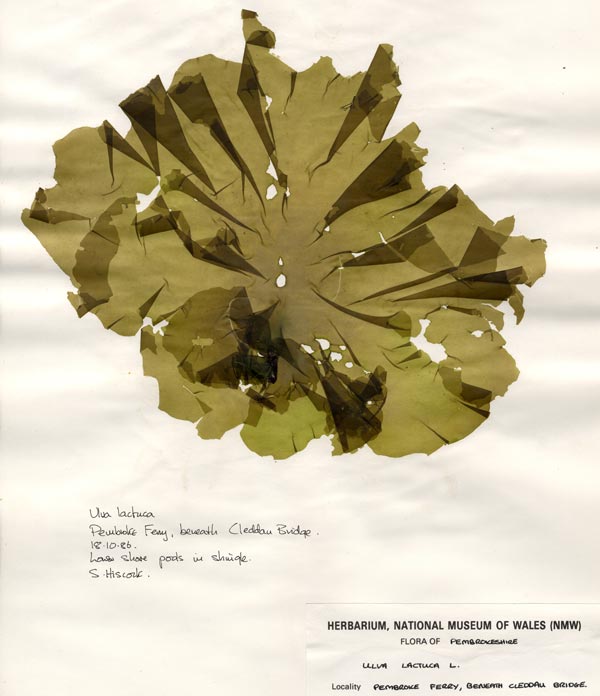 This is a Sea-Lettuce (<em>Ulva lactuca</em>) from Amgueddfa Cymru's scientific collection.