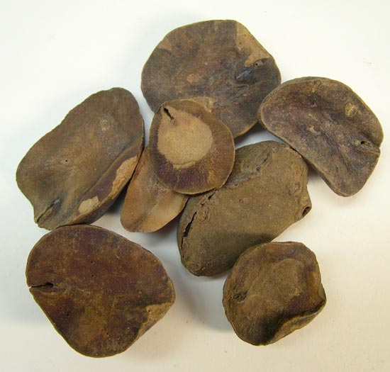 Kola nuts, the original ingredient of the medicinal Coca Cola of 1886