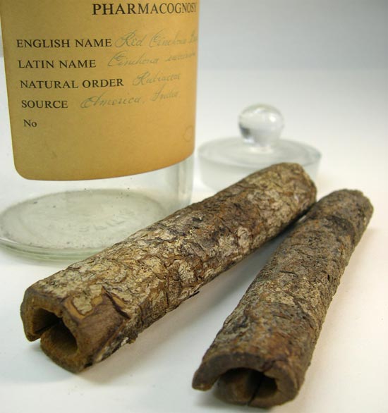 <em>Cinchona</em> bark from Tropical South America, containing anti-malarial quinine.