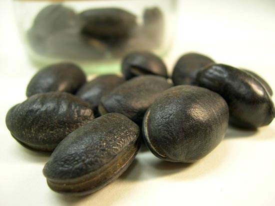 The Ordeal or Calabar Bean, from Calabar in south-east Nigeria.