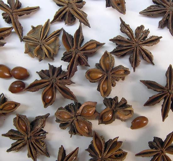 Japanese Star Anise, physically similar to the culinary spice Chinese Star Anise.