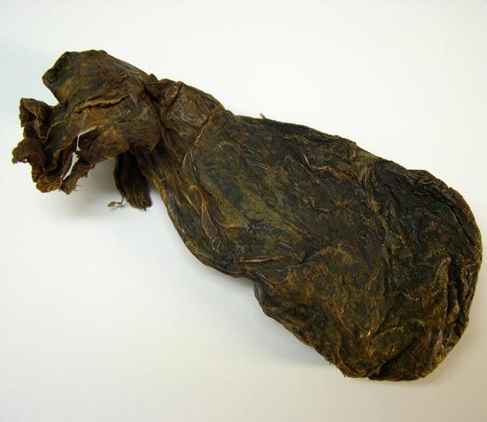 Castor sac of the mature North American Beaver <em>Castor Canadensis</em>.