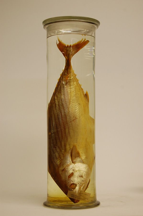 Fish! Conserving fluid preserved specimens for display | Museum Wales