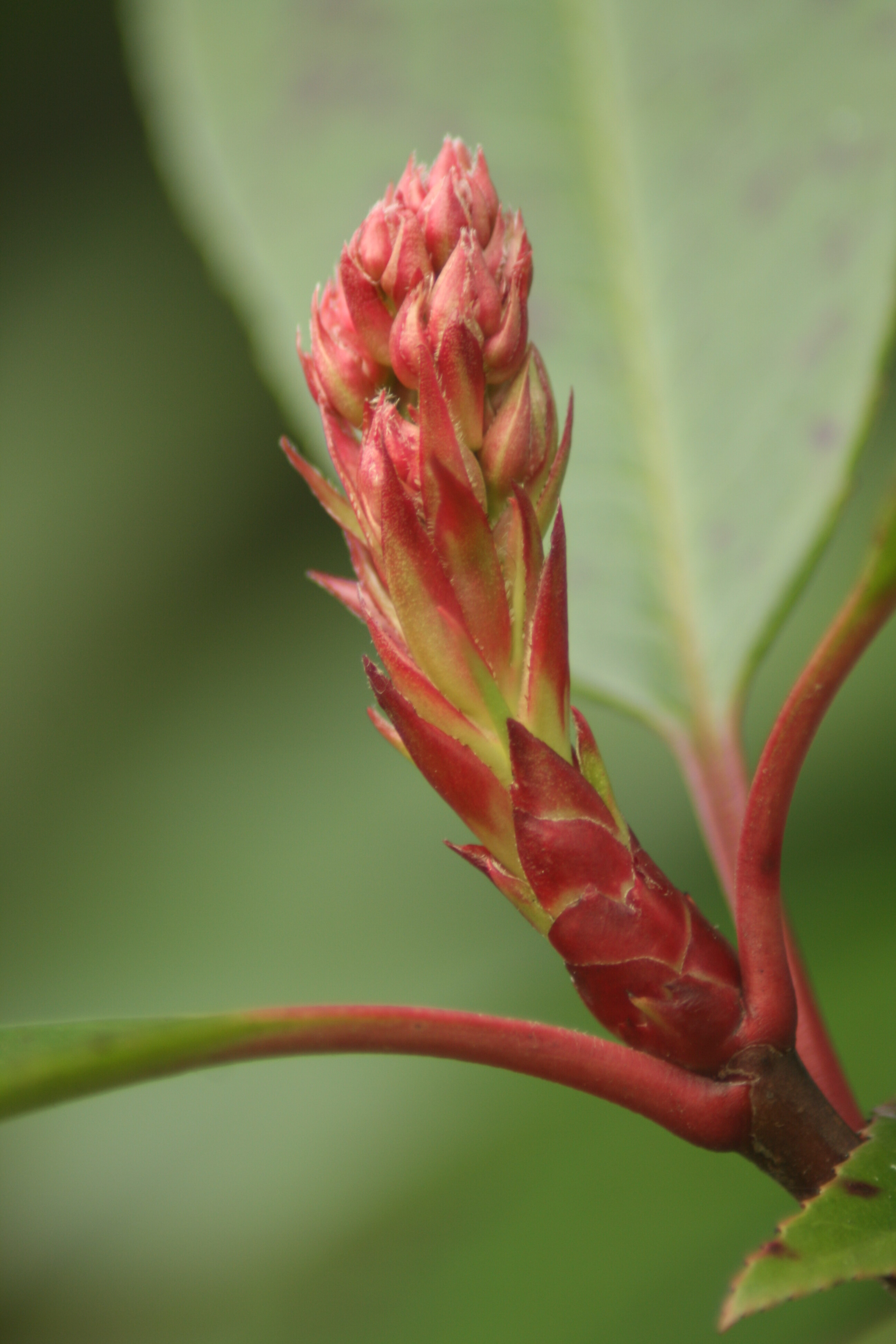 Spring shoots! | Museum Wales