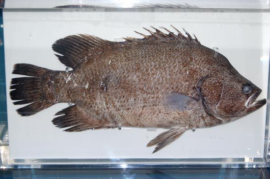 Atlantic Tripletail (Lobotes surinamensis) caught near Peterstone, east of Cardiff.