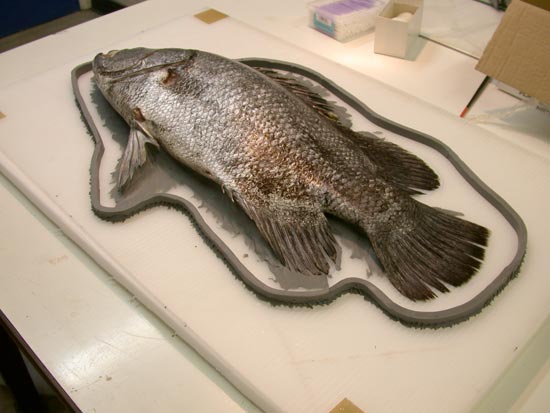 Preparing a model of Atlantic Tripletail in a laboratory at Amgueddfa Cymru.