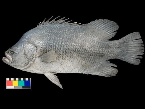 The finished model of Atlantic Tripletail.
