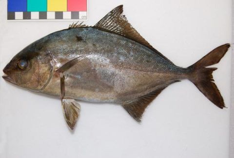 Juvenile specimen of an Almaco Jack (<em>Seriola rivoliana</em>) caught at Milford Haven.   