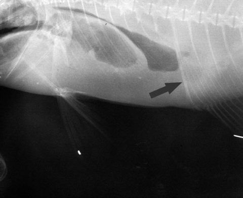 X-ray image of the juvenile Almaco Jack, used to help confirm its identification.