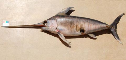 The Swordfish (<em>Xiphias gladius</em>) found dead on Barry beach. 