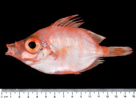 Boarfish (<em>Capros aper</em>) found off the coast of Wales. 