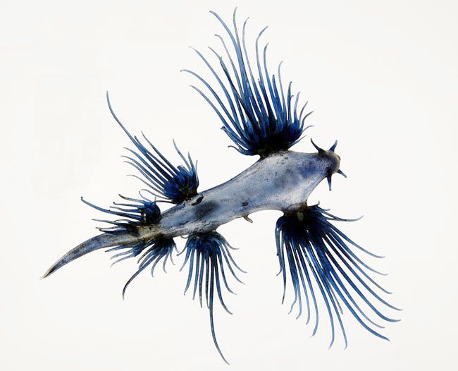 <em>Glaucus longicirrhus</em>