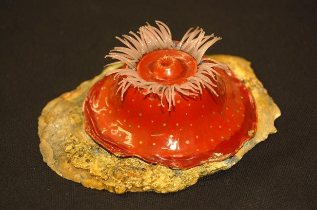 <em>Actinia mesembryanthum</em>